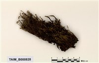 藏品(纓帽苔)的圖片